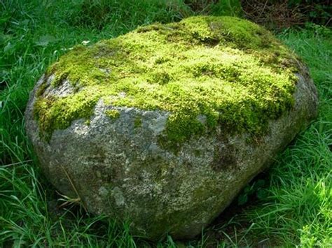 plant moss  rocks devenne