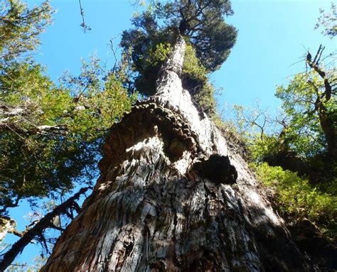 Un Ciprés Patagónico De 5 484 Años Podría Ser El árbol Más Viejo Del