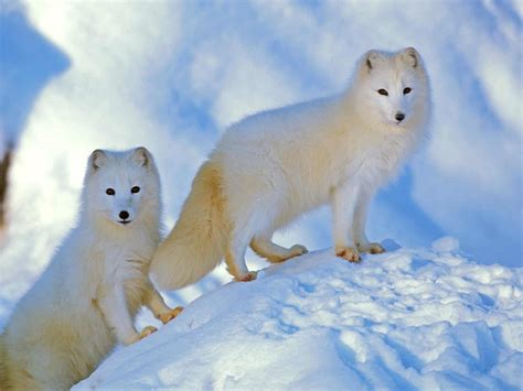 arctic fox animal facts vulpes lagopus   animals