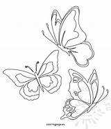 Shapes Templates Butterflies Coloring sketch template