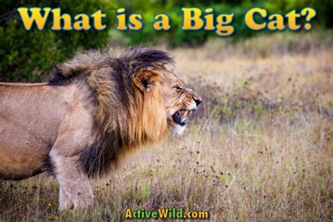 big cat facts definition pictures information meet