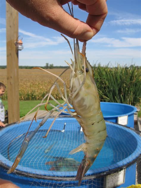 freshwater shrimp    midwestern cash crop