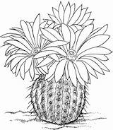 Cactus Coloring Pages Printables Printable Desert sketch template