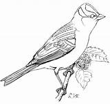 Sparrow Crowned Colorare Passero Appollaiato Bianca Corona Disegni Perched Categorie Designlooter sketch template