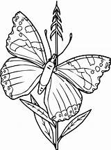 Vlinders Kleurplaat Schmetterlinge Coloring Malvorlage Vlinder Ausmalbild Stimmen Stemmen sketch template