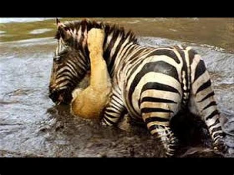 lion  zebra   fight  hard attack youtube