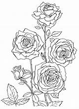 Coloring Roses Rose Printable раскраска Flower Mandala Winter Garden раскраски Flowers цветы розы распечатать Nature для картинки Landscape River Choose sketch template