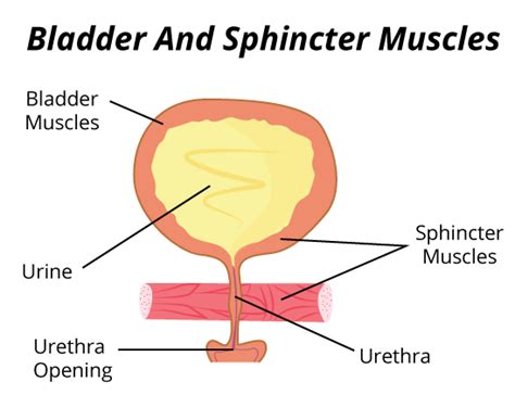 The 5 Best Pelvic Muscle Exercises For Your Prostate Bens Prostate