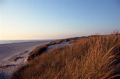 bestandhenne strand bei sonnenuntergangjpg wikipedia