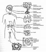 Endocrine Unlabeled Hormone Responsible Hormones Hypothalamus Brain Modernheal Human Glands sketch template