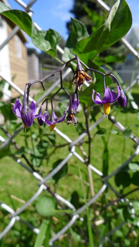 Chicago Weeds Deadly Nightshade