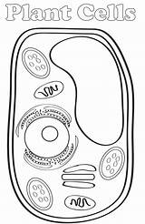 Cells Endoplasmic Reticulum Getdrawings Label Homeschool Freebie Mummydeals sketch template