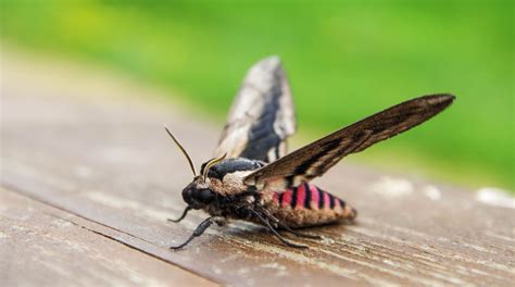 images gratuites invertebre papillons  papillons papillon de nuit