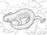 Coloring Pages Salamander Tiger Woodland Printable Barred Creature Animals Drawing Popular sketch template