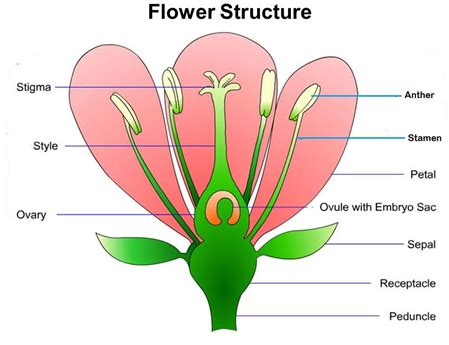 draw  neat labelled diagram  flower  marks