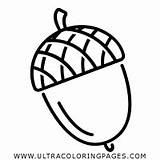 Acorn Coloring Pages sketch template