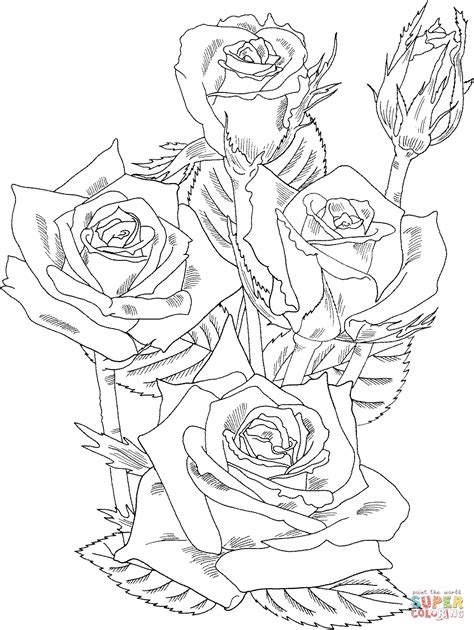 rose bush coloring   designlooter