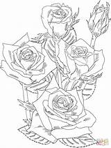 Coloring Bush Rose Roses Pages Prominent Grandiflora Drawing Printable Color Shrub Detailed Flower Kids Designlooter Version Click Drawings 63kb 1040 sketch template