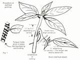 Bud Grafting Leaf Terminal Diagram Jars Leaves Rooted Remove Note Above Similar If Two Vt Scholar Ejournals Lib Edu sketch template
