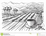 Coffee Plantation Vector Illustration Landscape Field Preview sketch template