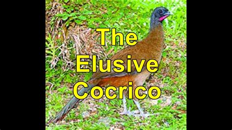 elusive cocrico tts national bird youtube