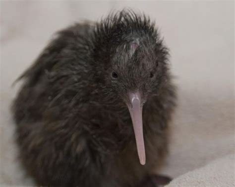 second rare hatching of north island brown kiwi chick
