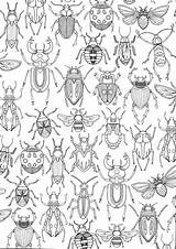 Insect Bug Cordova Mandala sketch template