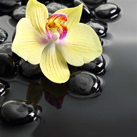yellow orchid spa wall art photography