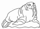 Walrus Coloring Clipart Color Pages Cute Animal Animals Clip Sheet Kids Cliparts Print Designlooter Arts Library Clipground Favorites Add sketch template