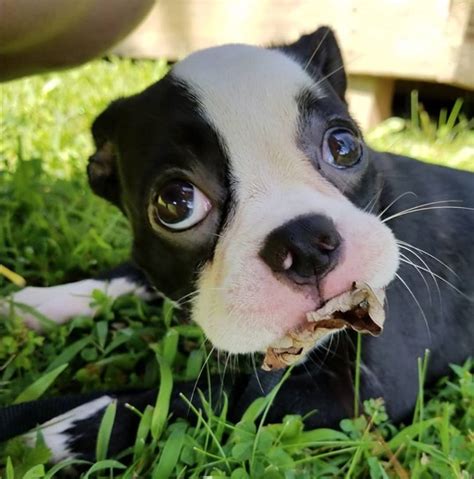 pugs mixed  boston terrier  paws