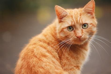 telecharger fonds decran chat chat roux gingembre les chats pour le bureau de la resolution
