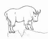 Mountain Goat Drawing Paintingvalley Drawin Drawings sketch template