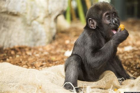 lincoln park zoo baby gorilla thriving  major injury acting    gorilla baby