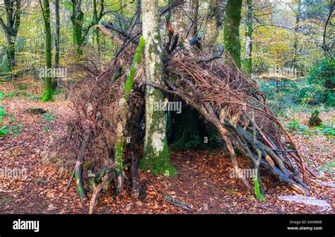 bivouac survival shelter   woods   sticks  branches stock photo alamy