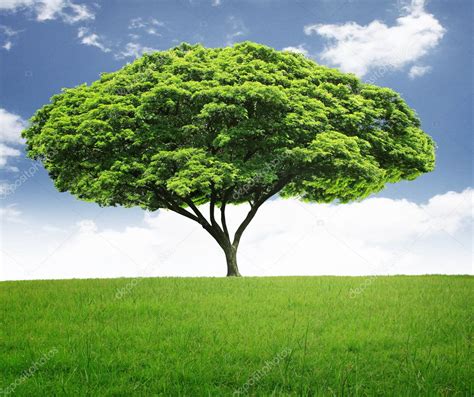 beautiful big tree stock photo  violetkaipa