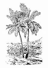 Tree Palm Coloring Pages Large sketch template