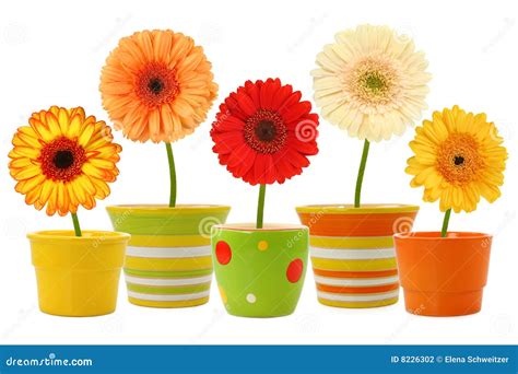 flowers  pots stock photography image