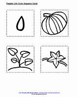 Pumpkin Cycle Life Printable Sequencing Cards Printables Book Lesson Preschool Worksheets Lifecycle Plans Counting Activities Pumpkins Lessons Coloring Kindergarten Plant sketch template