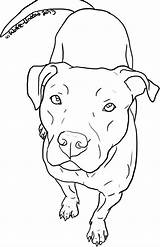Pitbull Coloring Pages Drawing Dog Face Line Drawings Pit Bull Clipart Puppy Wolfie Dogs Easy Animal Printable Chain Undead Dessin sketch template
