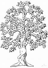 Alberi Blossom Cherry Stilizzati Fiori Melo Albero Imprimir Stampare Disegnare Flowering sketch template