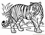 Tiger Coloring Bengal Pages Drawing Printable Tigers Kids Clip Print Cliparts Clipart Line Color Mammals Animals Baby Animal Google Tilting sketch template
