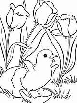 Coloring Pages Animal Cute Printable Chick Little Spring Flower Getcolorings sketch template