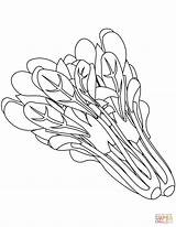 Spinach Coloring Pages Vegetables Drawing Vegetable Kids Plants Fruit sketch template