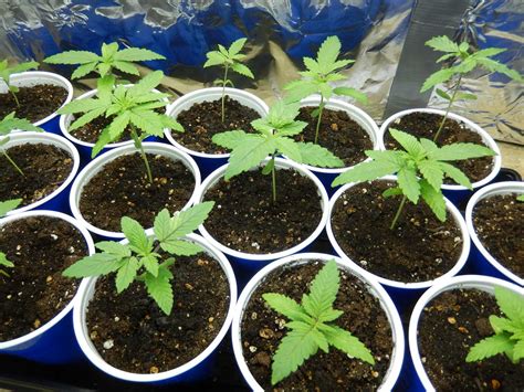 marijuana seedlings   grow weed indoors