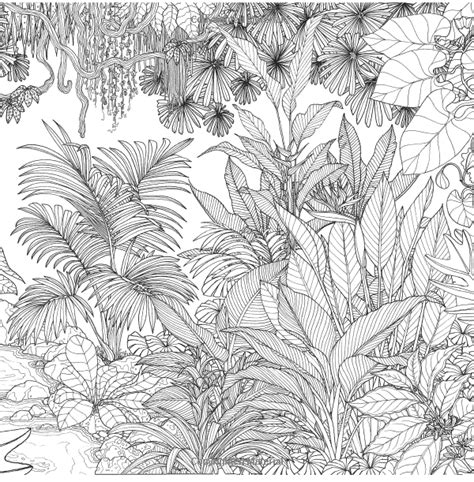 rainforest plants coloring pages png  file