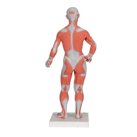 anatomical teaching models plastic human muscle models muscle figure