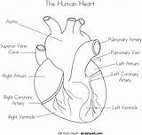 Human Heart Coloring Labels Worksheets Sheet sketch template
