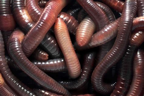 What Do Worms Eat Learn About Nature