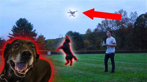 dog  drone funny youtube