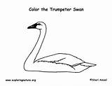 Swan Coloring Trumpeter Labeling Trumpet Exploringnature Trumpter sketch template